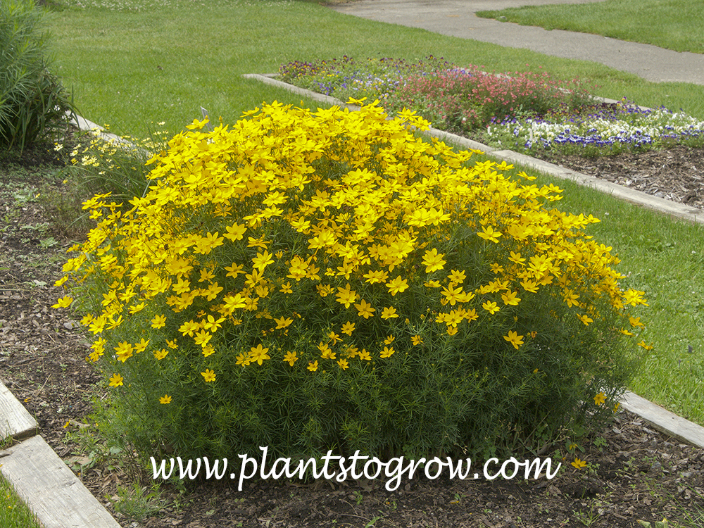'Golden Gain' Coreopsis (Coreopsis verticillata)